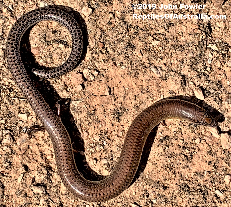 Eastern Robust Slider Lerista punctatovittata